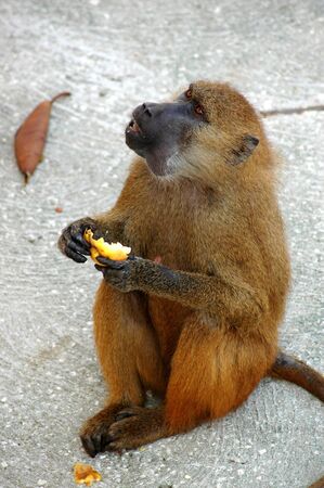 Monkey eatingの写真素材