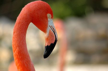 Flamingoの写真素材