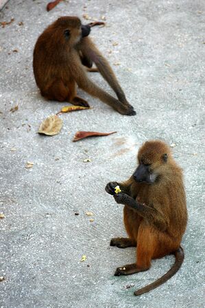 Two monkeysの写真素材