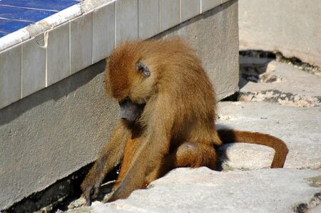 Monkeyの写真素材