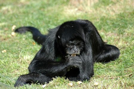 Black monkeyの写真素材