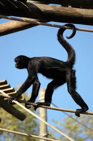 Black monkeyの写真素材