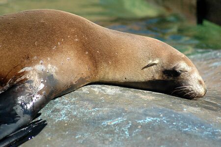 Sea lionの写真素材