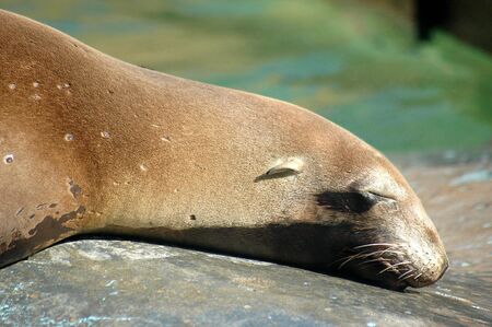 Sea lionの写真素材
