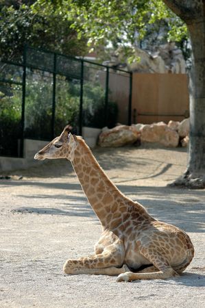 Giraffeの写真素材