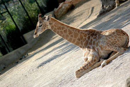 Giraffeの写真素材