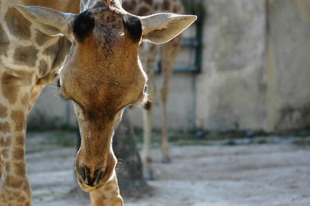 Giraffeの写真素材