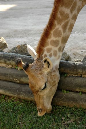 Giraffeの写真素材