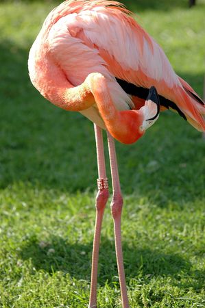 Flamingoの写真素材