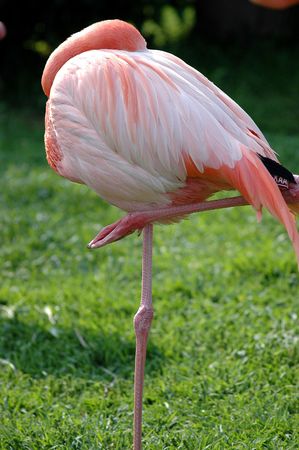 Flamingoの写真素材