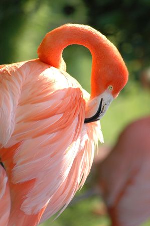 Flamingoの写真素材
