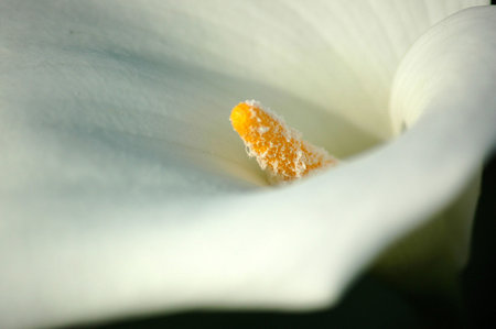 White flowerの写真素材