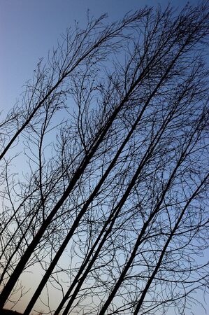 Silhouette of tree at sunsetの写真素材