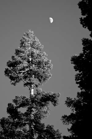 View from the Glacier Point, in Yosemite National Park, USAの写真素材