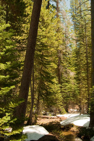 What you can see on your way to the Sentinel Dome, in Yosemite, CA, USAの写真素材