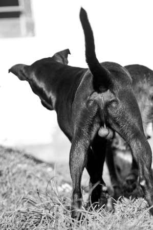 Two little beautiful dogs playing together with each otherの写真素材