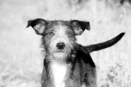 Headshot close up of a little dogの写真素材