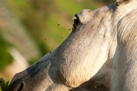 Headshot of a hourse in a farm in Brazilの写真素材