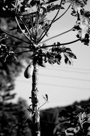 Papaya on the tree found in the countryside of Brazilの写真素材