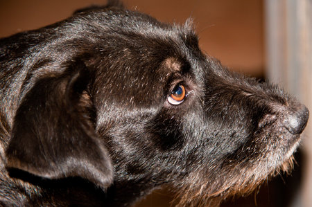 Headshot close up of a little dog