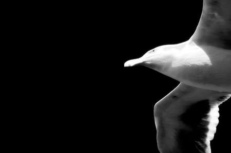 Close up of a flying seagulの写真素材