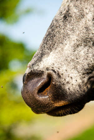 Close-up of a cow, Brazilの写真素材