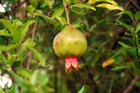 Close-up of a pomegranate growing on a tree, Brazilの写真素材