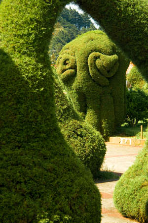 Garden with bushes and hedges trimmed in amazing forms.の写真素材