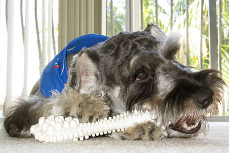 Schnauzer dog named Bingo chewing his big white boneの写真素材