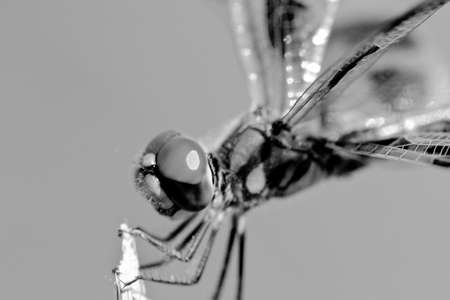 Close-up of a Dragonflyの写真素材