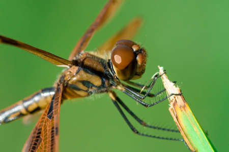 A close up of a beautiful and brown dragonfly.の写真素材