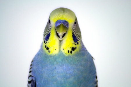 Closeup of a yellow and blue parakeet.
