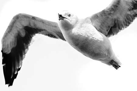 Low angle view of a seagull flying, Pier 39, San Francisco, California, USAの写真素材