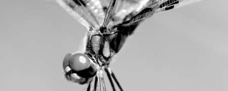 Close-up of a brown dragonflyの写真素材
