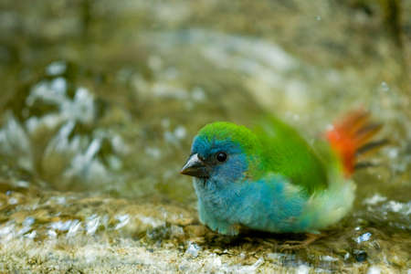 Closeup of colorful green and blue feathered bird taking bath in water.の写真素材