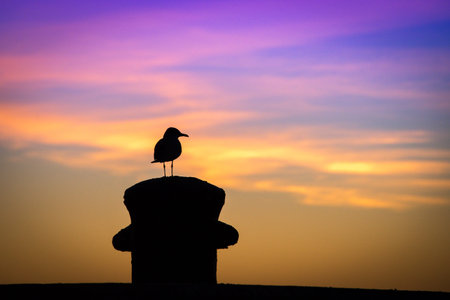 Silhouette of a bird, Key West, Monroe County, Florida, USAの写真素材