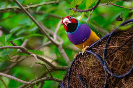 Low angle view of a Gouldian Finch (Erythrura gouldiae) in its nest, Key West, Monroe County, Florida, USAの写真素材