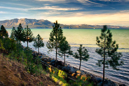 Trees at the lakeside, Lake Tahoe, Sierra Nevada, California, USAの写真素材