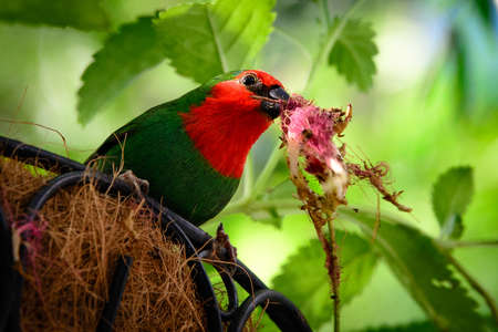 Close-up of a Red-headed Parrotfinch (Erythrura pealii) in its nest, Key West, Monroe County, Florida, USAの写真素材