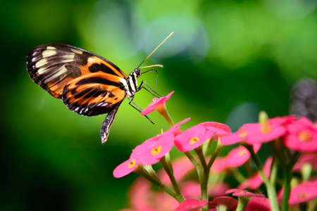 Tiger Swallowtail pollinating a flower, Key West, Monroe County, Florida, USAの写真素材