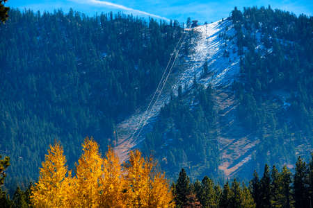 Trees in a forest on a mountain, Lake Tahoe, California, USAの写真素材