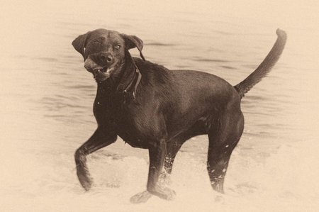 Black dog on the beachの写真素材