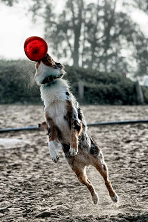 Dog playing on the beach, San Francisco Bay, San Francisco, California, USAの写真素材