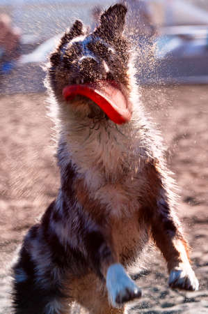 Dog playing on the beach, San Francisco Bay, San Francisco, California, USAの写真素材