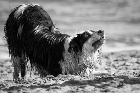 Dog on the beach, San Francisco Bay, San Francisco, California, USAの写真素材