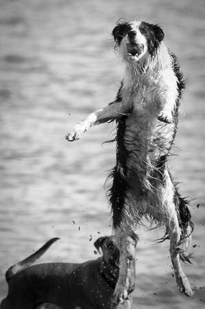 Dogs playing on the beach, San Francisco Bay, San Francisco, California, USAの写真素材