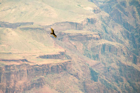 Bird flying over a canyon, Grand Canyon, Grand Canyon National Park, Arizona, USAの写真素材