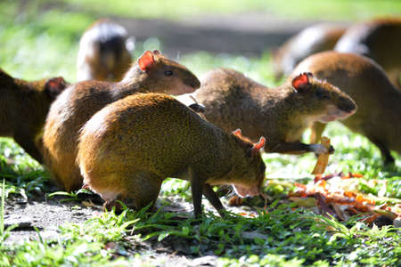 Rats eating grass.の写真素材