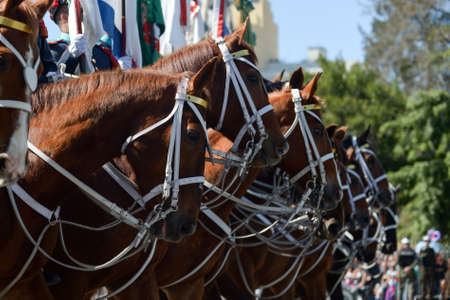Several horses in a military paradeのeditorial素材