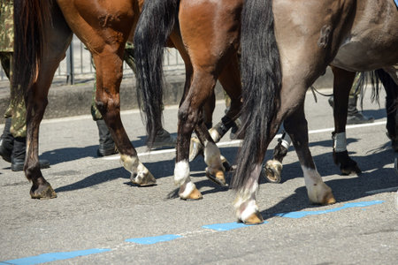 Rio de Janeiro, Brazil - september 07, 2018:  military civic parade celebrating the independence of Brazil. Horsesのeditorial素材
